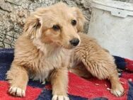 FULGA, ein Hundebaby sucht Liebe 💘 - Hof