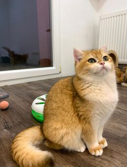 Bkh Kitten mit Stammbaum - Kaltenengers