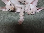 Wunderschönen kanadischen Sphynx-Babys zur Reservierung - Kleve Zentrum