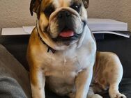 Englische Bulldogge - Demmin