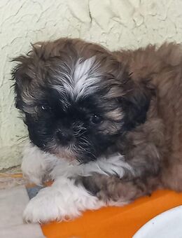 Reinrassige Shih-Tzu Welpen 950€, 39606 Osterburg - Osterburg (Altmark)