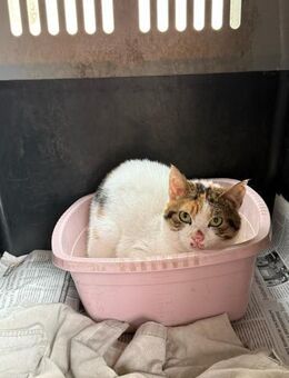 Pinky aus dem Tierschutz - Grevenbroich
