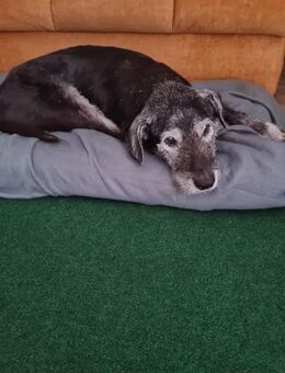 Hundebetreuerin gesucht - Meckenheim