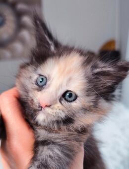 Reinrassige Maine Coon Kätchen blue-tortie-smoke - Baden-Baden