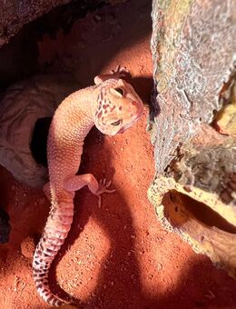Iggy inklusive Terrarium abzugeben - Duisburg