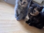 3 wunderschöne BKH kitten - Salzgitter