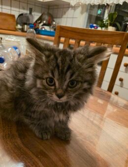 BKH Mix Kitten - Lauf (Pegnitz)