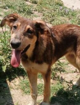 SKADI - fröhliches, liebes Hundemädchen - Aerzen