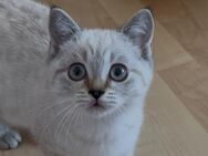 Zauberhafte Britisch Kurzhaar Katzen suchen ein liebevolles Zuhause - Sandhausen