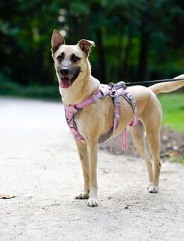 Lea, Dein zukünftiger Seelenhund🐾 - Elsdorf (Nordrhein-Westfalen)
