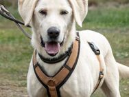 Browny, ein aktiver Senior - Brunstorf