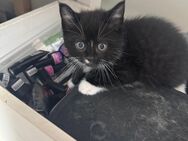 Babykatze Kitten - Wiehl