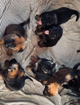 Wunderschöne Schäferhundwelpen suchen ein liebevolles, neues Zuhause. - Peine