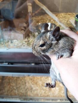 Degu Jungtiere abzugeben - Dorsten