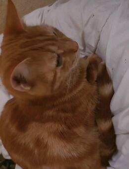 Wir suchen dringend ein neues Zuhause - Berlin Tempelhof-Schöneberg