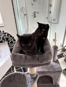 Zwei liebevolle Babykatzen (4 Monate) abzugeben – zusammen oder einzeln möglich - Schortens