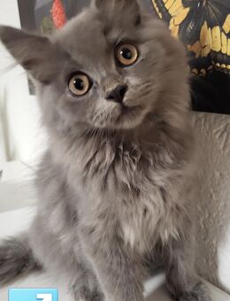 BLH /Maine Coon Kitten - Herne