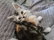 Maine Coon Kitten - Lotte