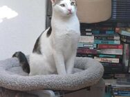 Lieber Paco sucht Zuhause zus mit Fluffy - Margetshöchheim