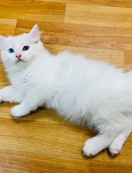 Wunderschöner weißer Langhaarkater - Zwickau