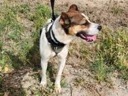 Stitch wartet voller Hoffnung - Berlin