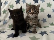 BKH Kitten golden tabby und black smoke - Hamburg