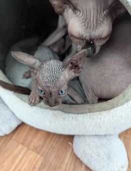 Sphynx Kitten [Reinrassig] - Northeim
