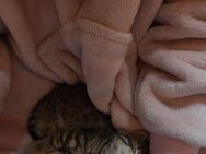 Zuckersüße Kitten suchen ein liebevolles Zuhause - Heilbronn
