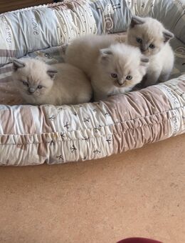 Reinrassige BKH kitten - Ulm