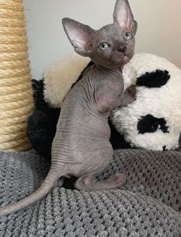 Gesunde blauäugige Sphynx-Kätzchen - Hamburg