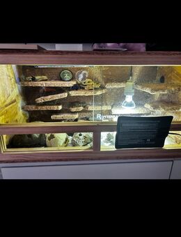 Terrarium mit 3 jungen leopardgeckos - Rastatt