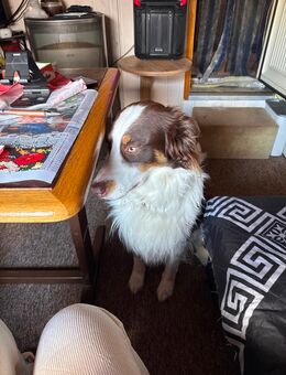 Australien Shepherd - Rees