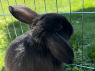 Kaninchen, zwergkaninchen/Zwergwidder schwarz - Baar-Ebenhausen