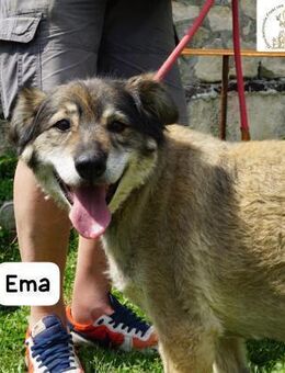 Ema unsere Hundeoma sucht ... - Kissing