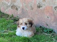 Herzensbrecher Chico - Tholey