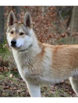 Solino wartet in 56379 Oberwies - Oberwies