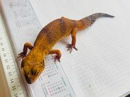 Leopardgecko - Bad Schwartau Zentrum