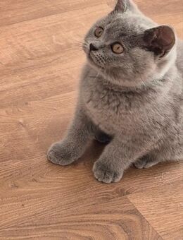 Letzte BKH Kitten Katze reinrassig - Duisburg