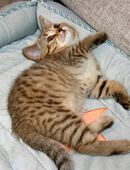 Britisch Kurzhaar Babys, Chocolate-Tabby, ab 24.08.25 abzugeben mit Stammbaum..2 mal geimpft in 50769