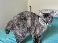 Luna - Siam-Mix Katze sucht Happy Home - Bad Camberg