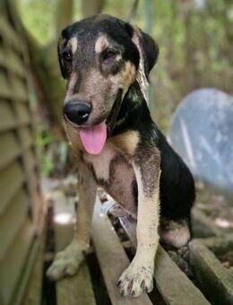 Victor, ein Herz auf 4 Pfoten! - Oberhausen