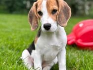 Nala, nette Beagle, sucht ihre Familie - Unterföhring
