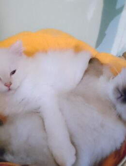 Birma - BLH (Langhaar) Kitten, 2 Jungs, abgabebereit - Saarwellingen