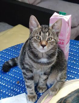 Süße katzen - Köln