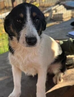 XYRIA ~süßes Dackelformat in schwarzweiß - Duisburg