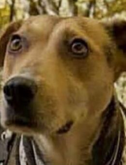 Hazel nette, gelassene & ruhige Hündin - Dittelbrunn