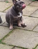 Bulli Dame abzugeben in 24955