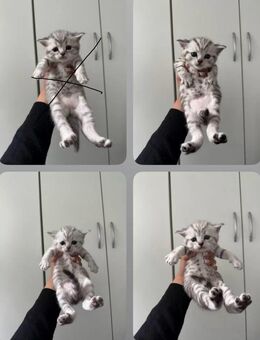 Britisch Kurzhaar Kitten mit Teddy-Fell Bkh - Berlin