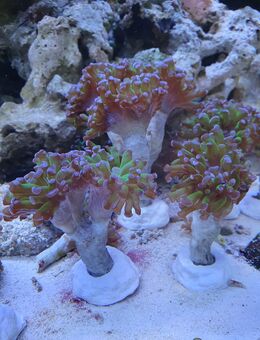 Korallen Nachzucht LPS Euphyllia auf Ablegerstein - Fuhlenhagen