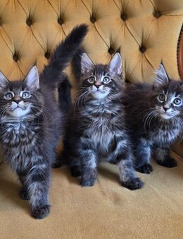Wunderschöne Maine-Coon Kitten 2 Jungs & 1 Mädchen Abgabebereit! - Wetterzeube